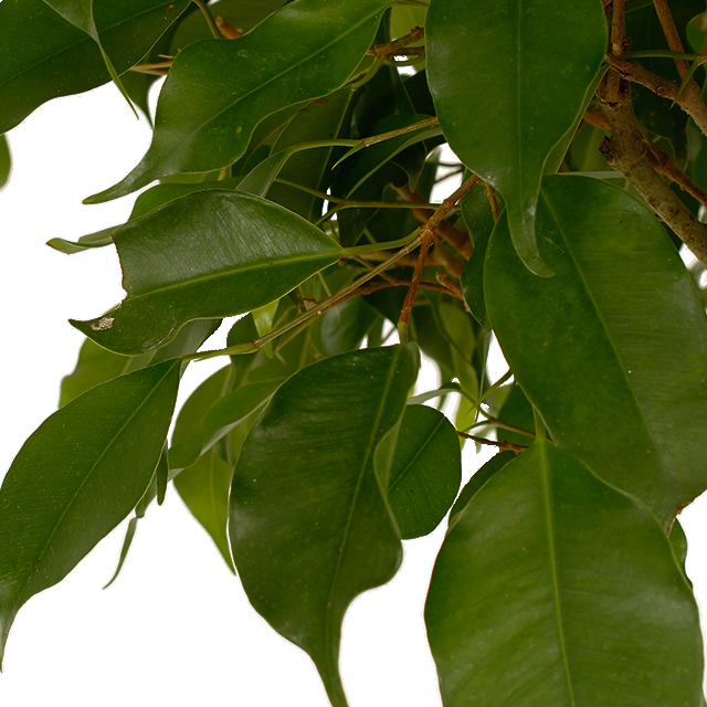 Ficus Benjamina