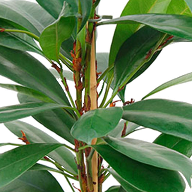 Ficus Cyathistipula Ficus Cyathistipula