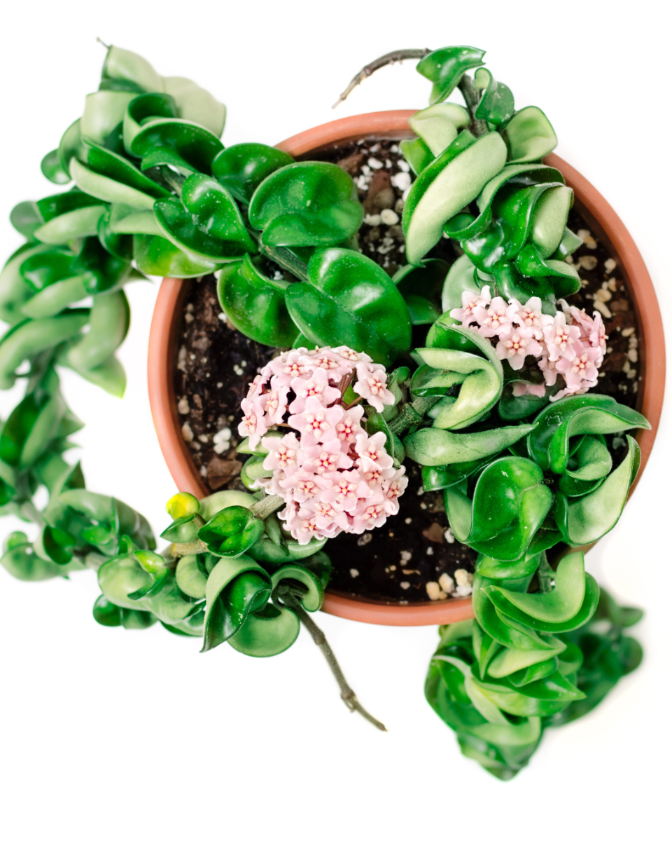 Hoya verpotten