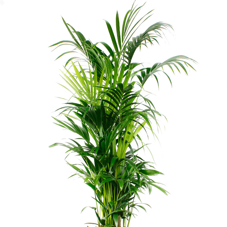Kentia hydrocultuur kopen 