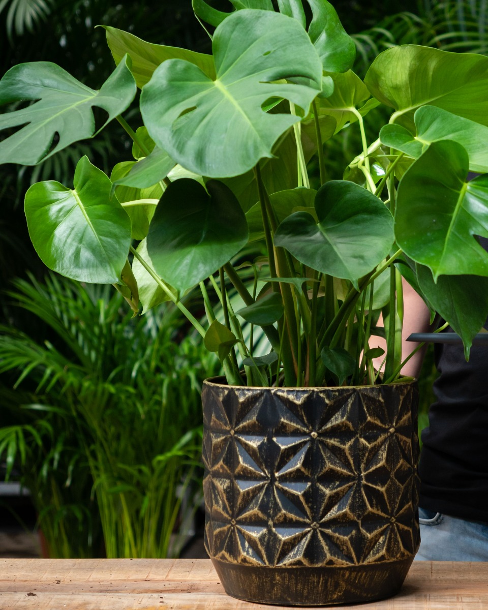 Sterke Monstera kopen