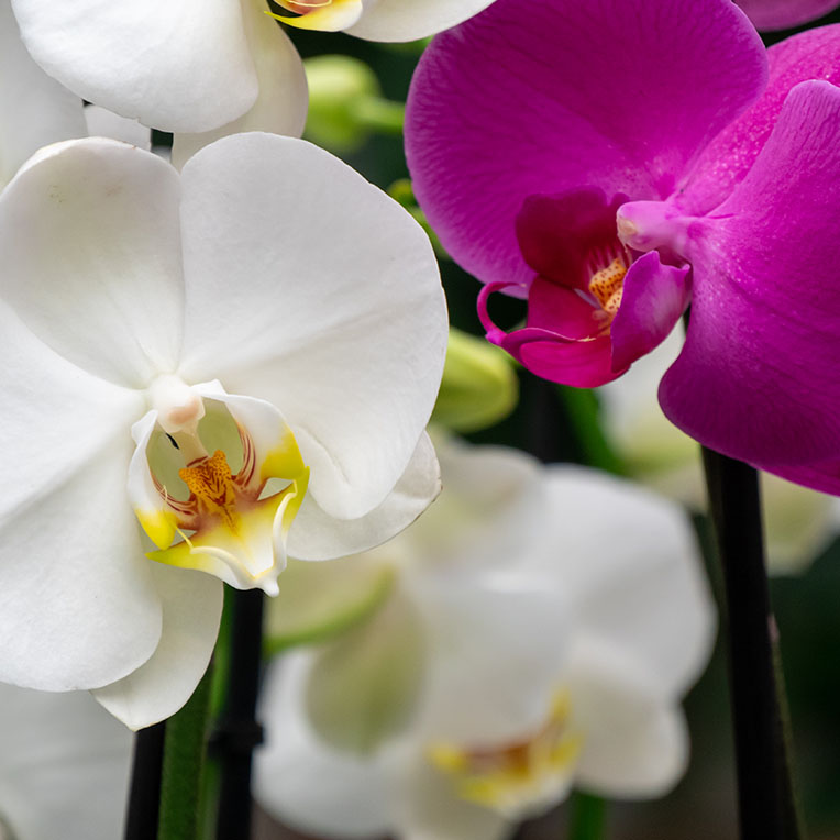 Bloeiende orchidee kopen