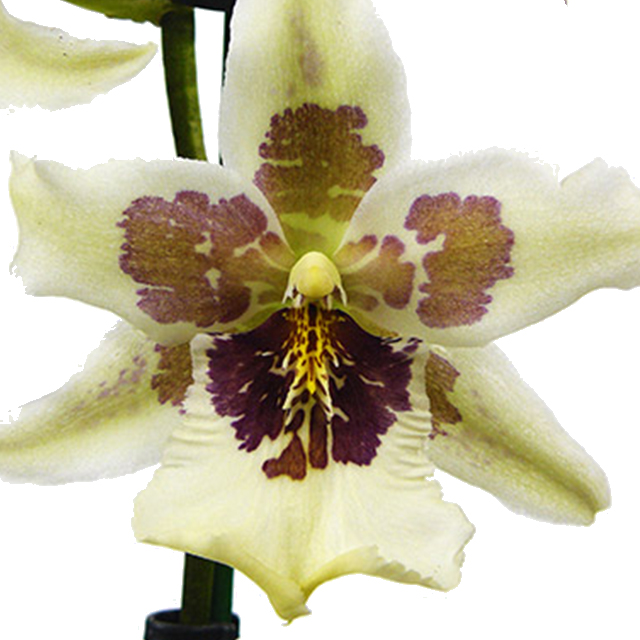 Beallara Orchidee kopen