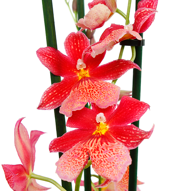 Orchidee Burrageara kopen