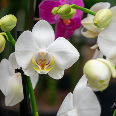 Orchidee kopen