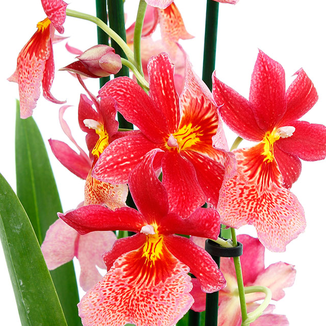 Orchidee kopen