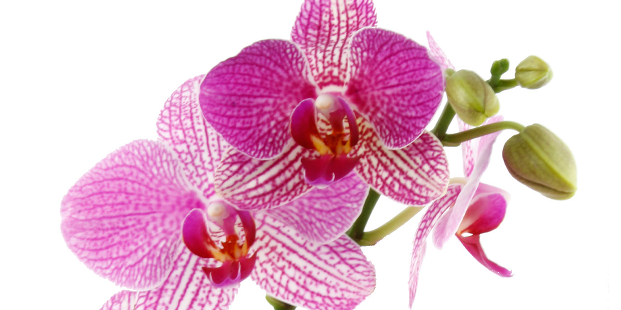 Orchidee Phalaenopsis