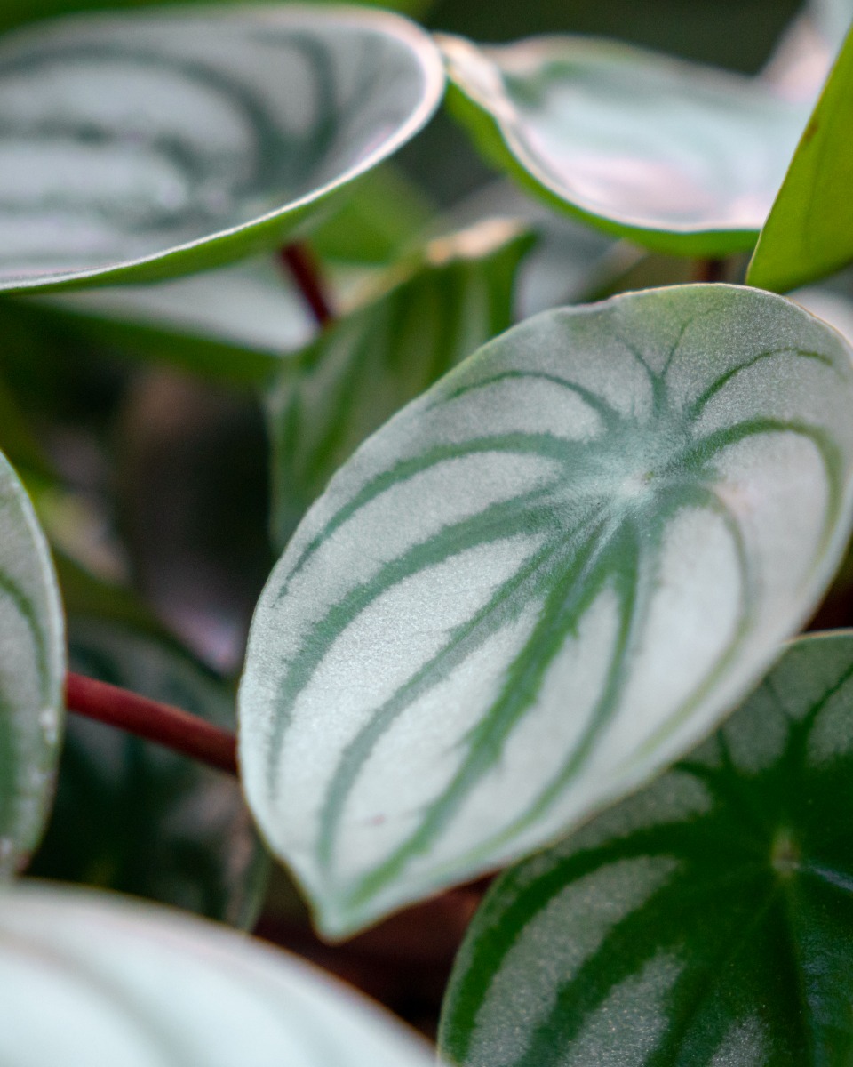 Sterke Peperomia kopen