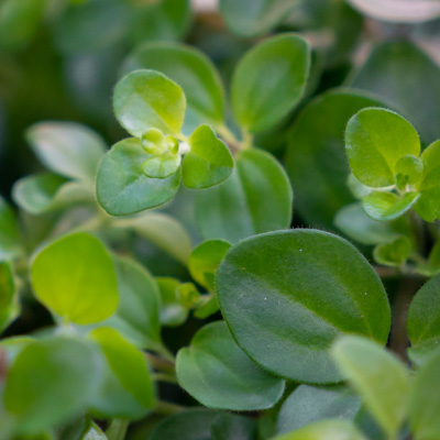 Peperomia Rotundifolia