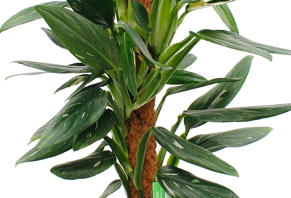 Philodendron Fun Bun Philodendron Fun Bun