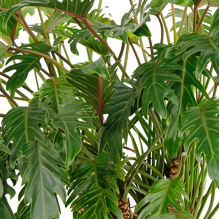 Philodendron hydrocultuur kopen