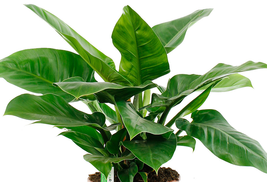 Philodendron Imperial Green Philodendron Imperial Green