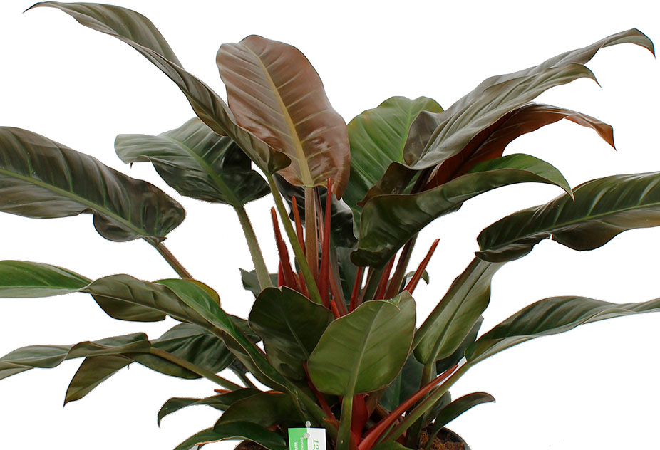 Philodendron Imperial Red Philodendron Imperial Red