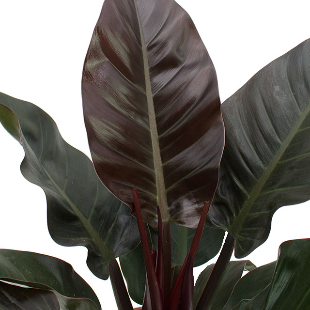 Philodendron Imperial Red kopen