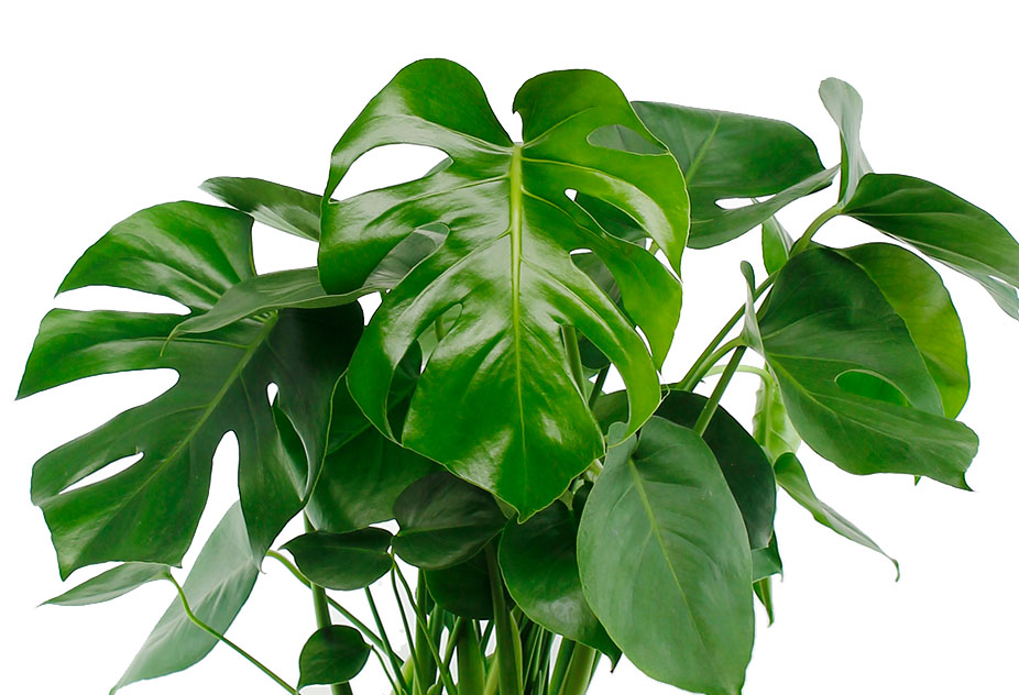 Philodendron Monstera Philodendron Monstera