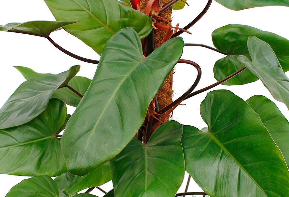 Philodendron Red Emerald Philodendron Red Emerald