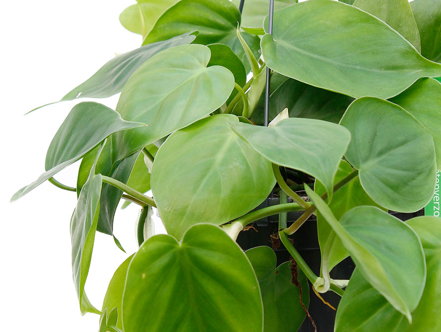 Philodendron Scandens Philodendron Scandens