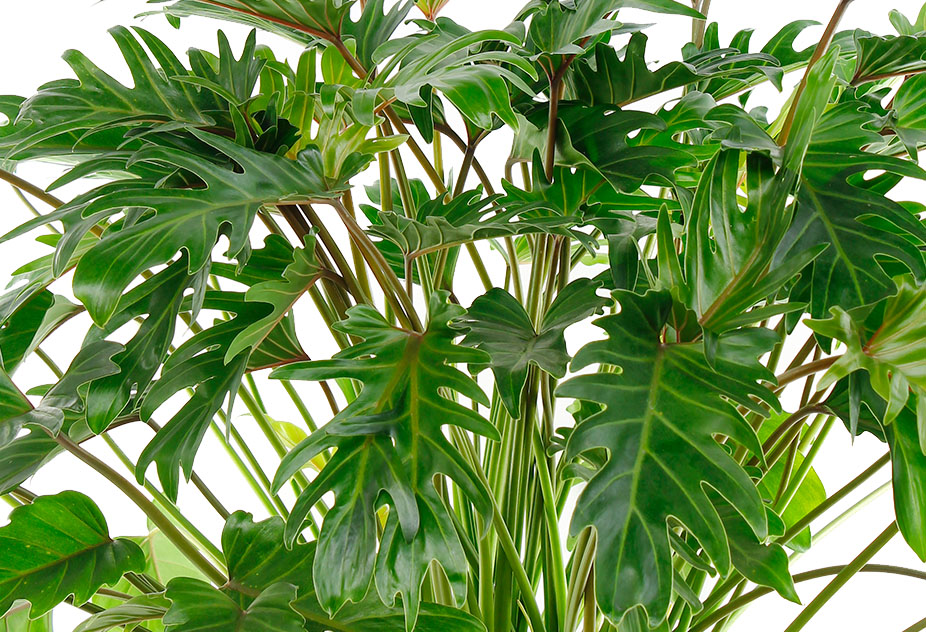 Philodendron Xanadu Philodendron Xanadu