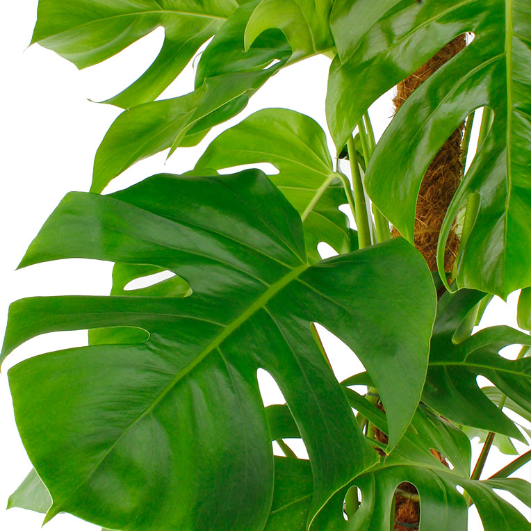 Philodendron met groot blad kopen