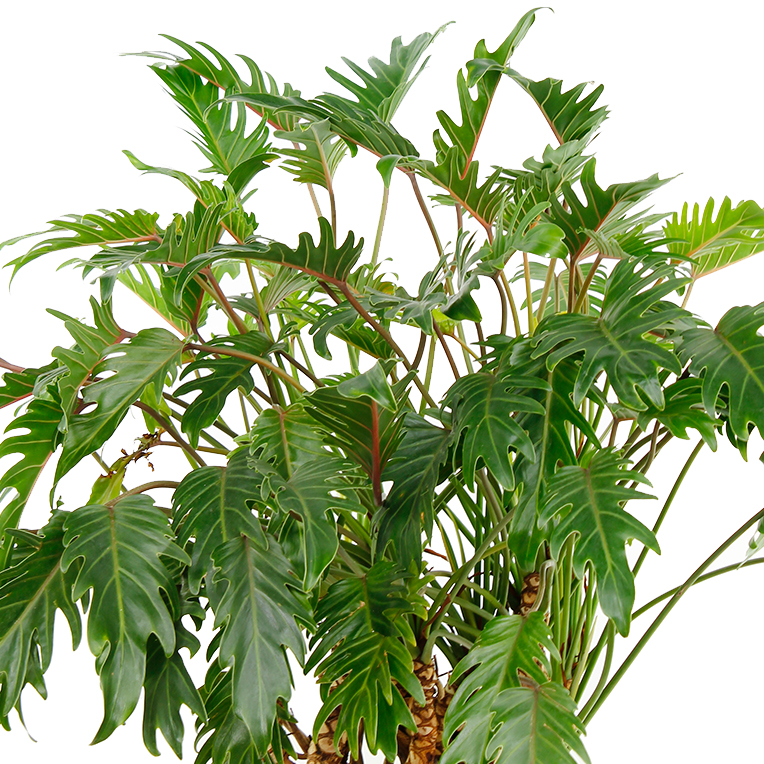 Philodendron voor in de schaduw kopen Philodendron voor in de schaduw kopen