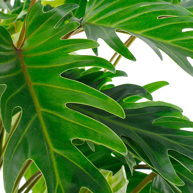 Philodendron xanadu kopen