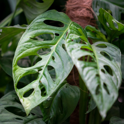 Monstera (Gatenplant) kopen? -