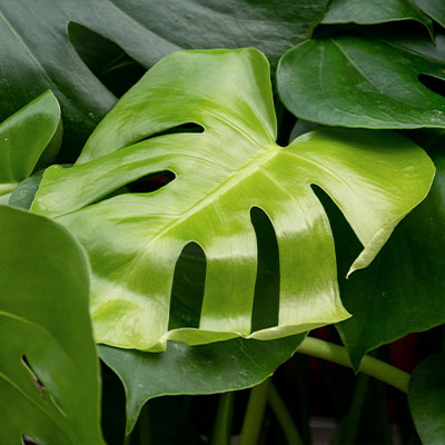 Monstera (Gatenplant) kopen? -