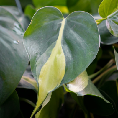 Philodendron Brasil