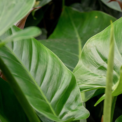 Philodendron Imperial Green kopen