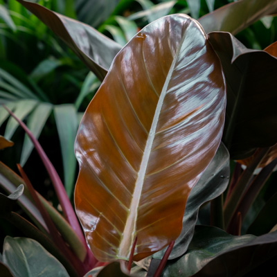 Philodendron Imperial Red kopen