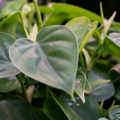 Philodendron scandens kopen