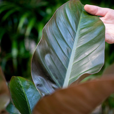 Philodendron voor in de schaduw kopen