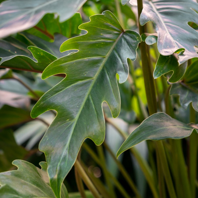 Philodendron Xanadu