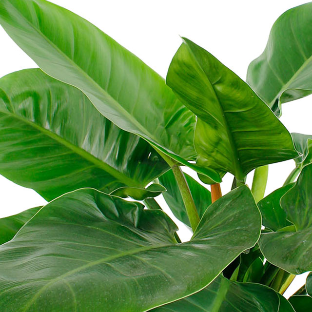 Philodendron Imperial Green