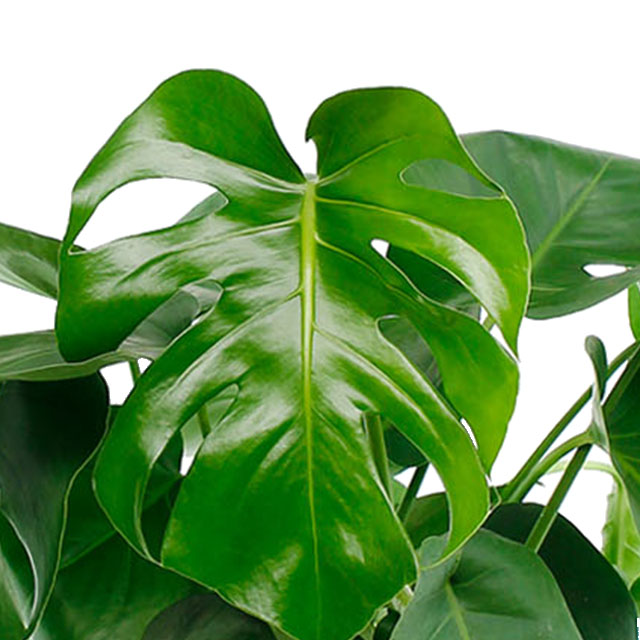 Philodendron Monstera