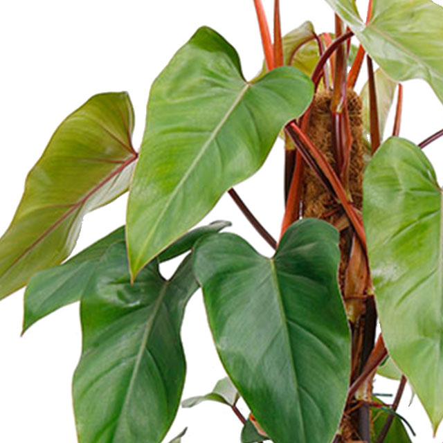 Philodendron Red Emerald