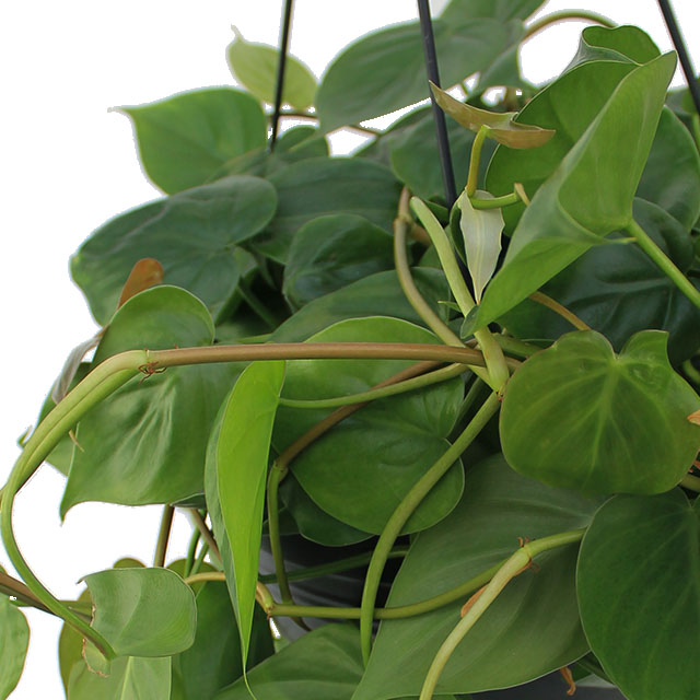 Philodendron Scandens