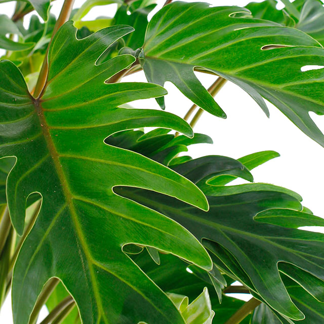 Philodendron Xanadu