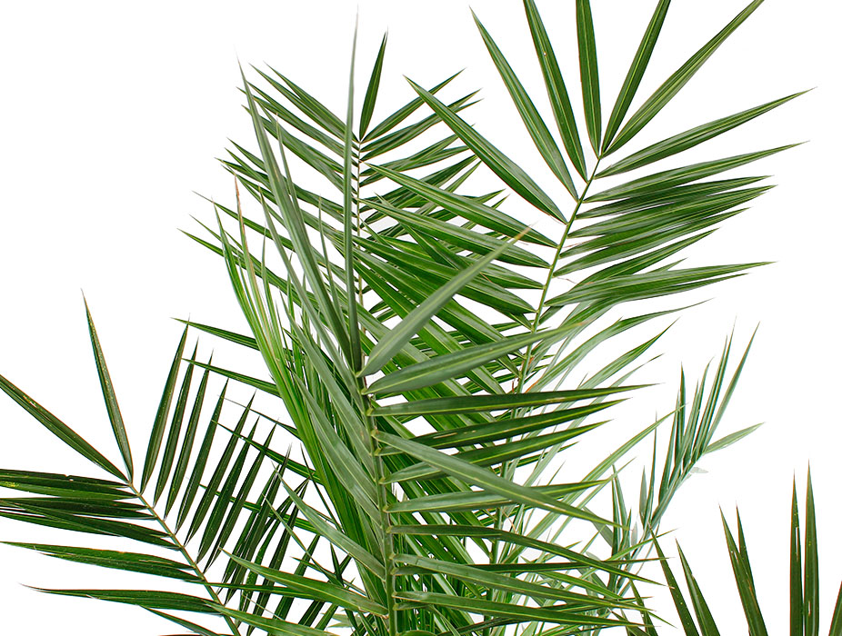 Phoenix Canariensis palm blad