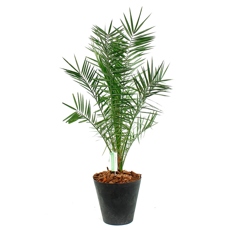 Phoenix Canariensis in pot