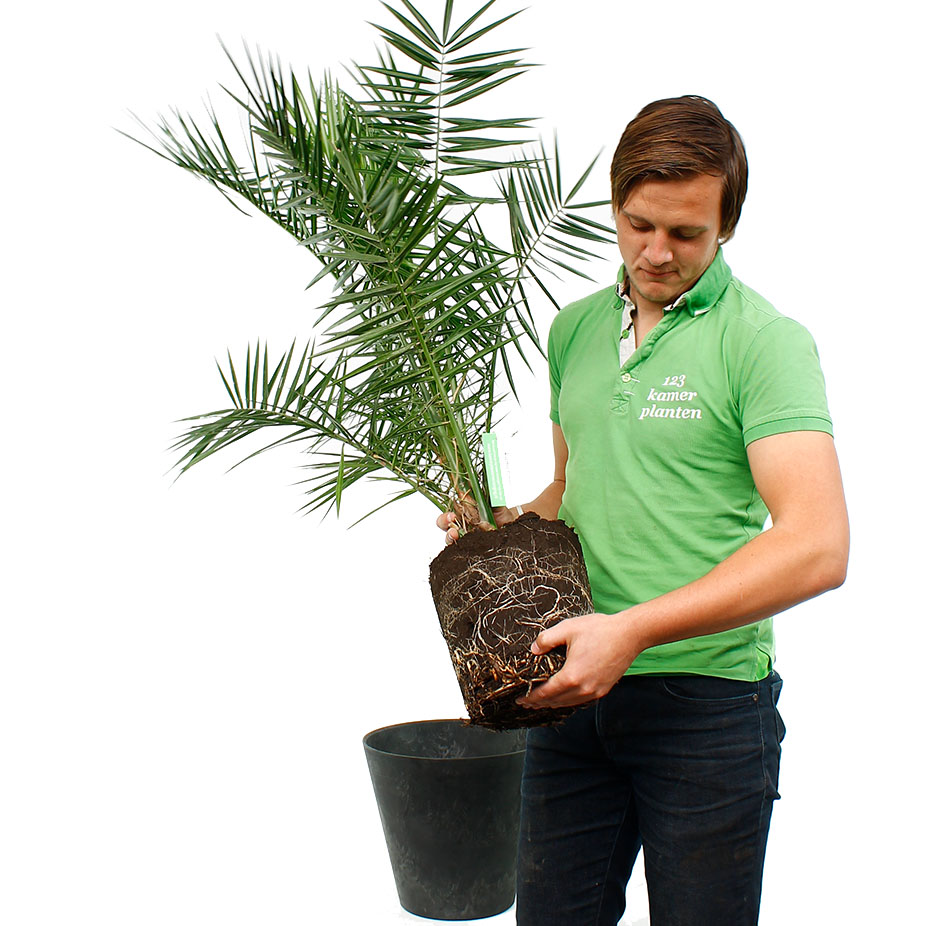 Phoenix Canariensis verpotten