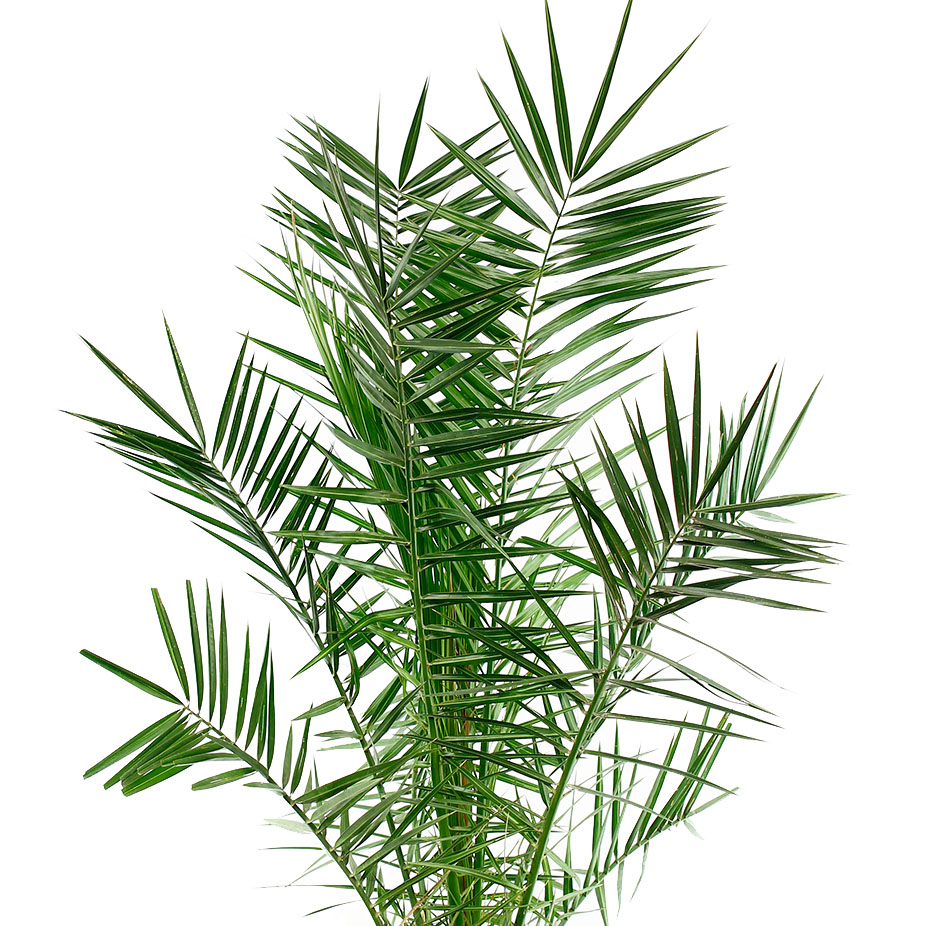 Phoenix Canariensis verzorging Phoenix Canariensis verzorging