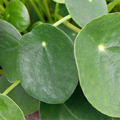 Pilea kopen