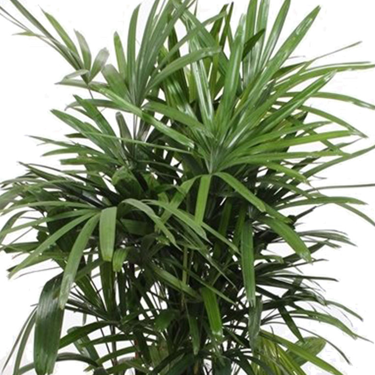 Rhapis hydrocultuur kopen 