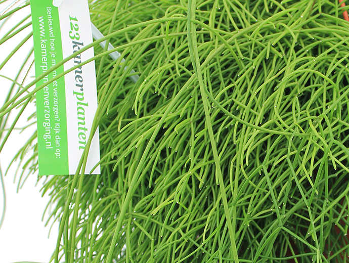 Rhipsalis Cassutha Rhipsalis Cassutha