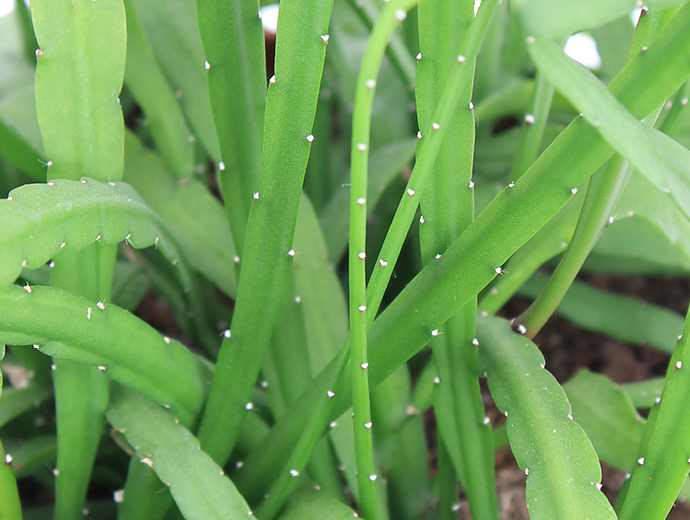 Rhipsalis Holviana Rhipsalis Holviana