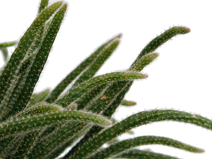 Rhipsalis Horrida Rhipsalis Horrida