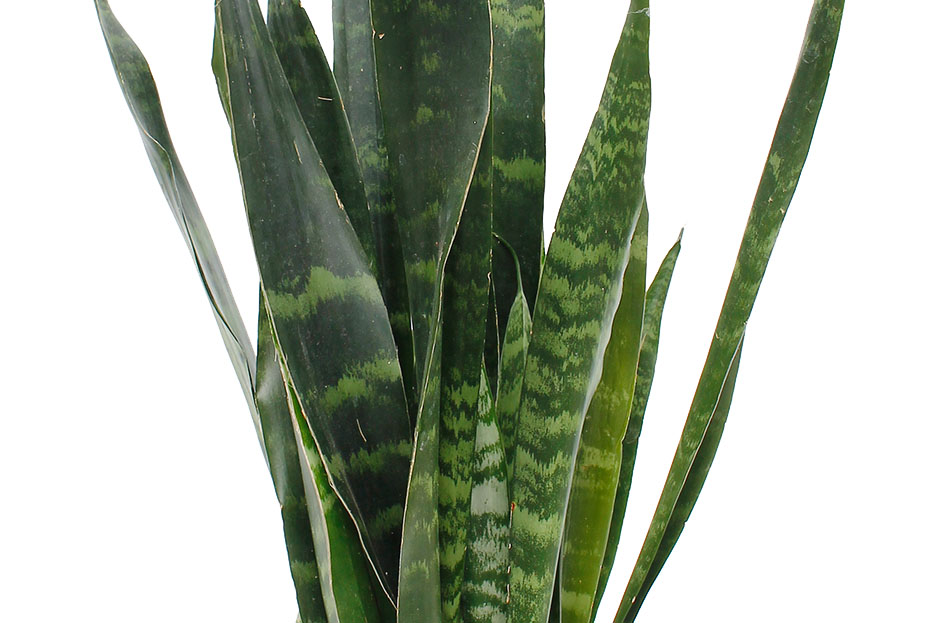 Sansevieria Black Coral Sansevieria Black Coral