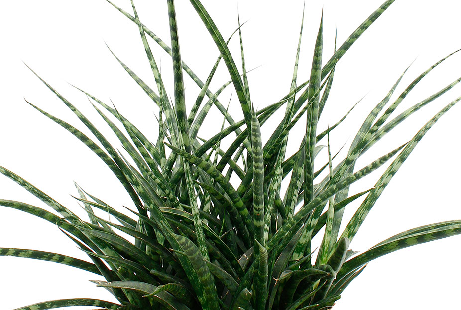 Sansevieria Fernwood Sansevieria Fernwood