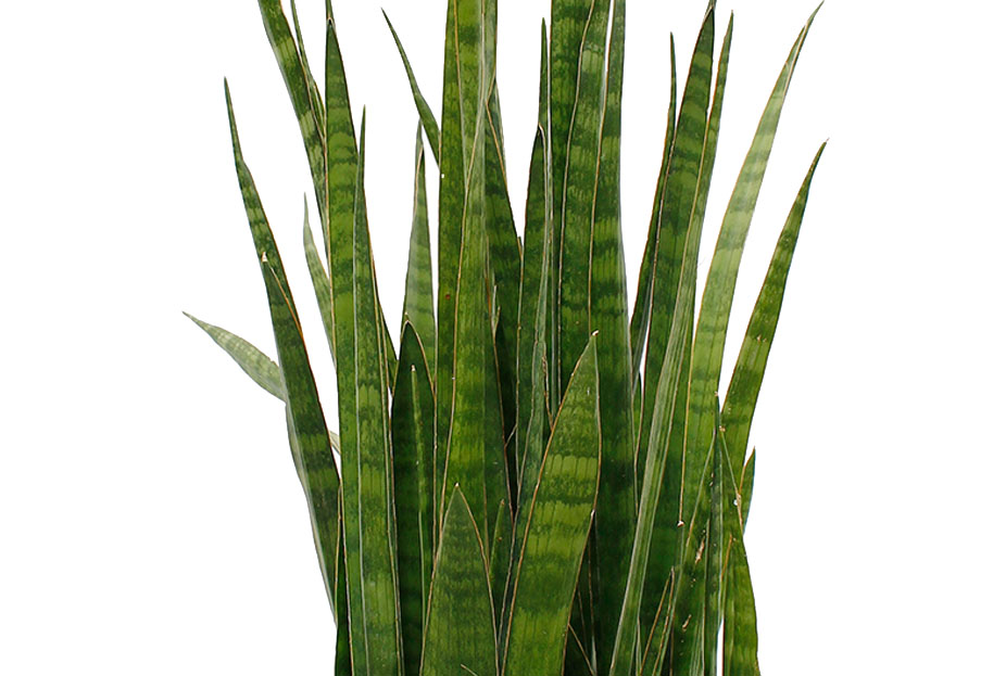 Sansevieria Kirkii Sansevieria Kirkii